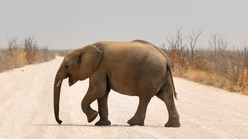 animal wildlife, nature, african elephant, national park, heiss, africa, standing, dry, outdoors, large, safari Animals, brown, animal themes, wildlife