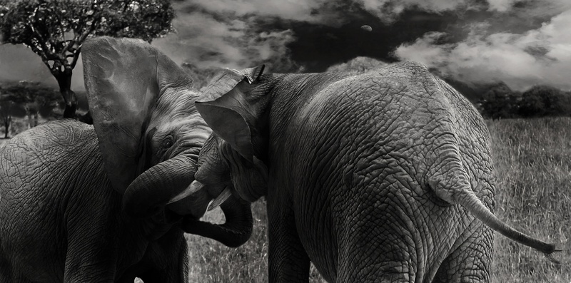 proboscidea, elephant, african bush elephant, mammal, nature, day, african elephant, elephants, wild animals, tusk, large, animal wildlife, animal world