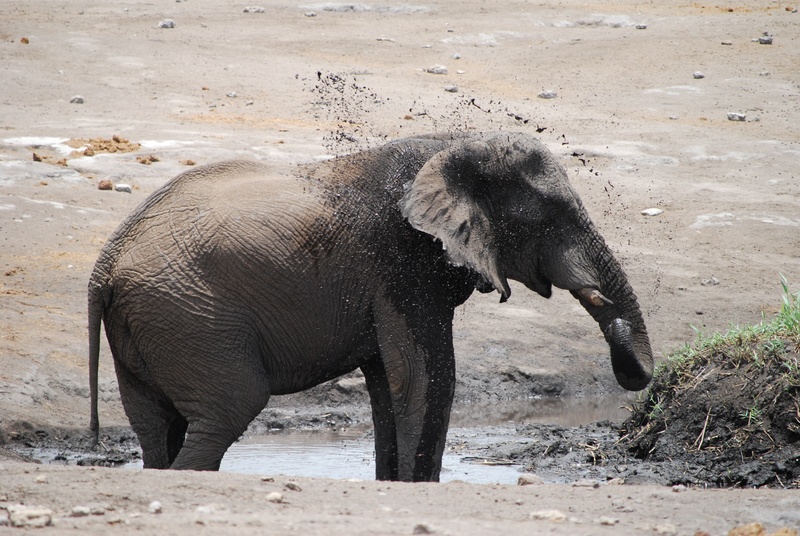 safari, outdoors, vertebrate, 4K, elephant, animal wildlife, herbivorous, mud, proboscis, animal, animal trunk, land, animal themes, african elephant