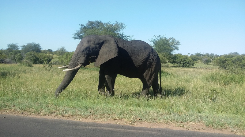 kruger national park, herbivorous, african elephant, animal themes, day, no people, side view, tree, africa, vertebrate, animal portrait, african bush elephant