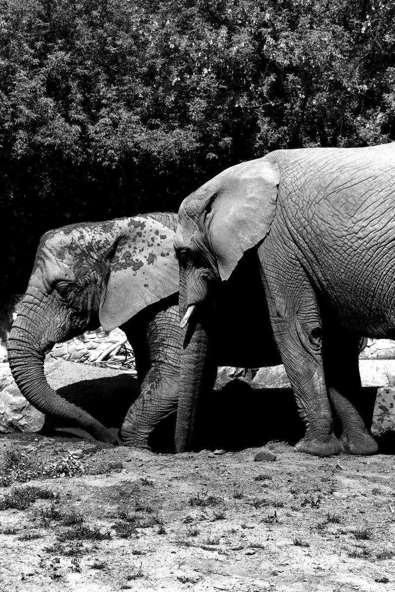 throwing, 5K, animal wildlife, land, herbivorous, day, animal body part, african elephant, elephant, tree, group of animals, field, no people, dust, animal