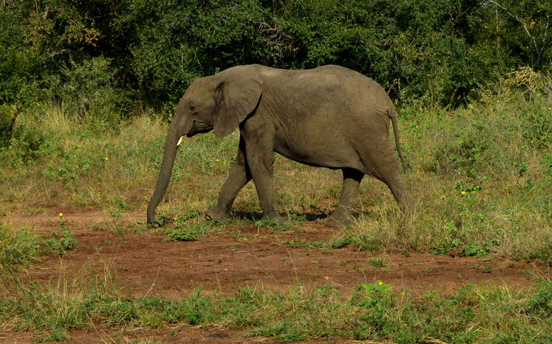 forest, mammal, bush, outdoors, elephant, vertebrate, herbivorous, african elephant, nature, field, animal themes, animal wildlife, wildlife, animal, no people