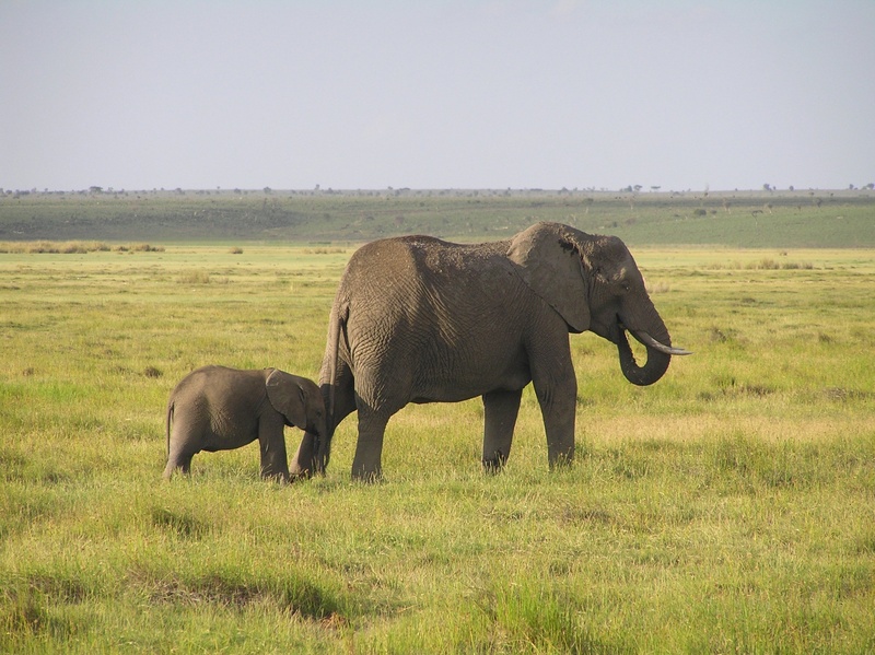 wilderness, african savanna elephant, field, animals In The Wild, plant, wildlife photography, animal themes, kenya, large, sky, animal wildlife, no people
