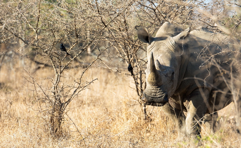 animals in the wild, Wild, rhinoceros, outdoors, plant, dry, climate, tourism, animal wildlife, one animal, mammal, bush, animal, vertebrate, arid climate