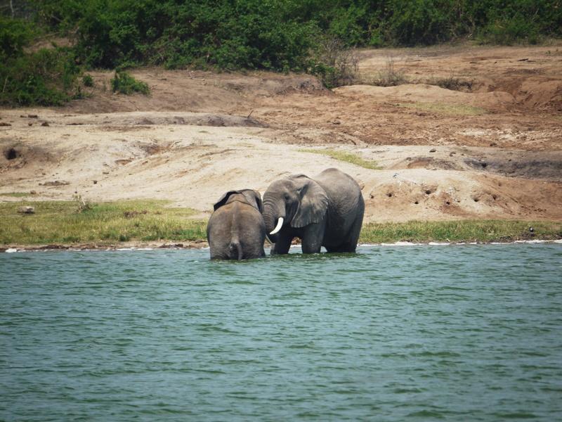savannah, animals, plant, land, wilderness, elephant, fun, loving, dom, nature, day, elephant family, tusks, animal trunk, african elephant, animals in the wild