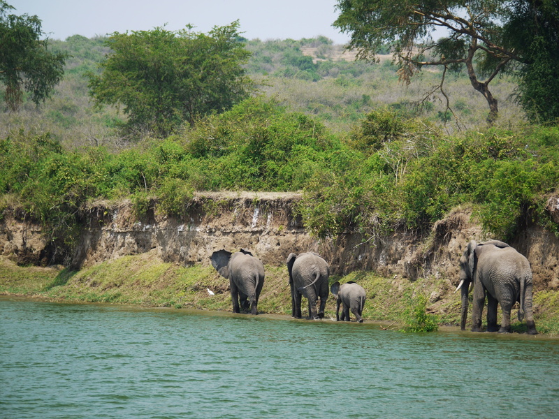 wild animals, baby, mammal, vertebrate, bank, tree, bluff, herbivorous, children, animal, growth, plant, animal wildlife, go, animals, kazinga channel