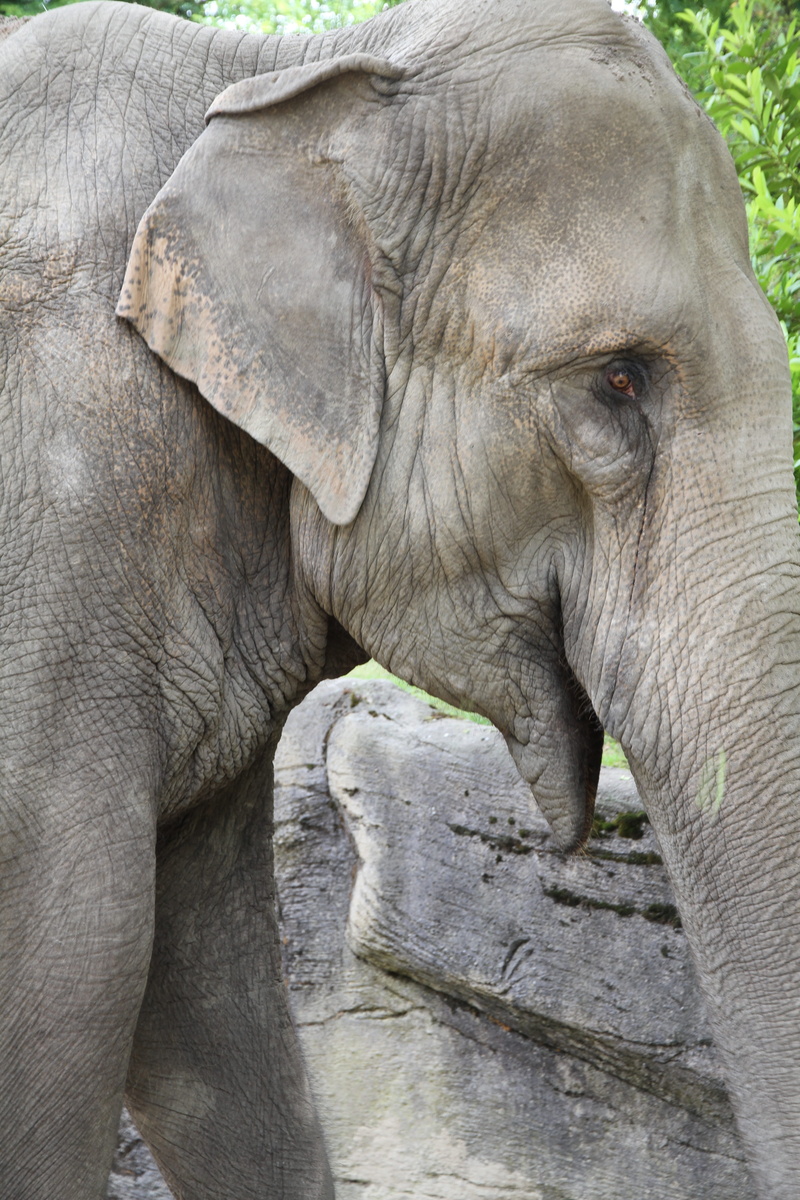 vertebrate, animal themes, african bush elephant, animal body part, animal, day, herbivorous, one animal, animal eye, no people, animals in the wild, zoo