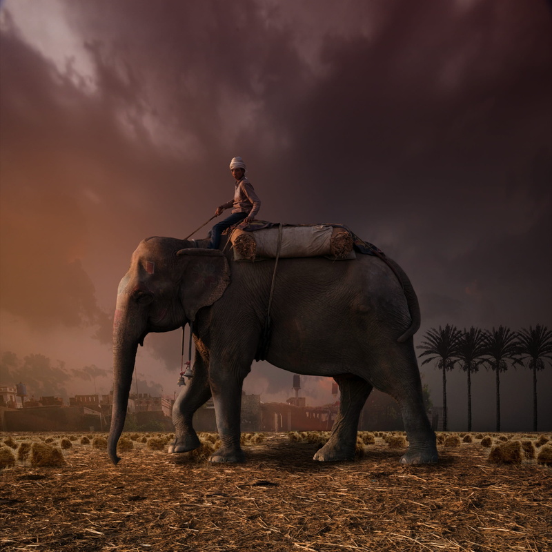 sunset, land, full length, mammal, red, elephant and rider, sky, animal, fantasy, side view, two animals, cloud - sky, vertebrate, animal themes, herbivorous