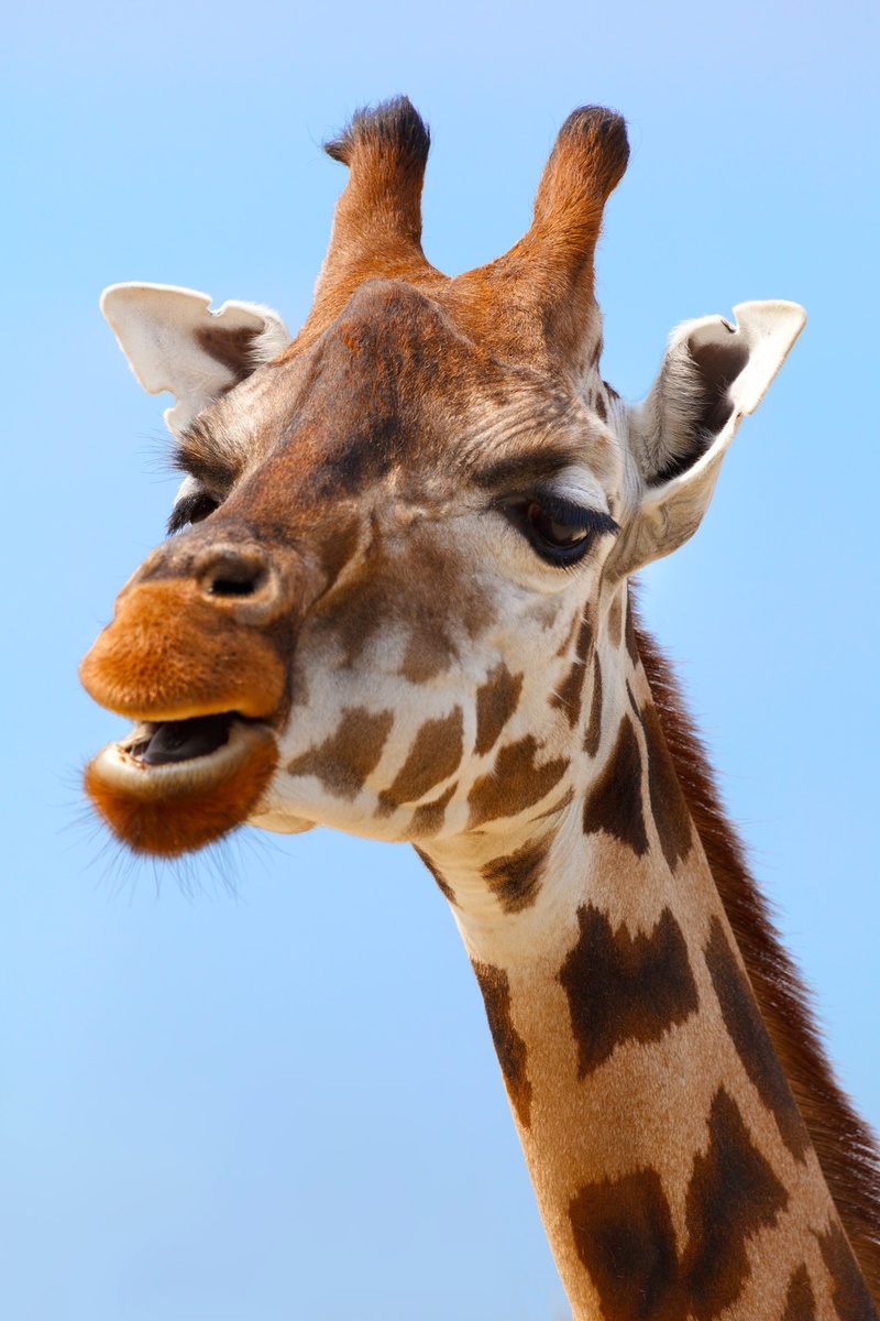 mammal, big, animal themes, 1080P, neck, close-up, portrait, brown, day, animal head, closeup, domestic animals, clear sky, animal body part, animal, face