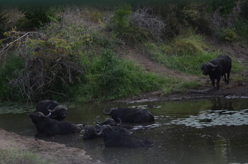 pets, wildlife, cattle, animal themes, tourism, 4K, bush, mammal, south-africa, herbivore, safari, male, kruger, no people, lake, conservation, animal wildlife