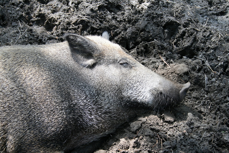 animal themes, animal wildlife, land, close-up, animal body part, mud, animal, field, outdoors, vertebrate, herbivorous, animals, animal head, day, wallow