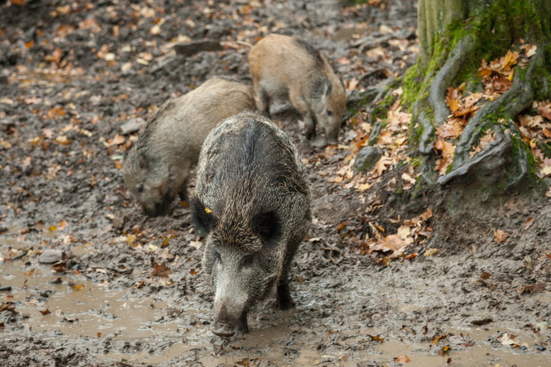 pig, hunter, animals, animal wildlife, animal themes, animal family, no people, mud, autumn, wild, day, family, forest animals, wilderness, rooting, land