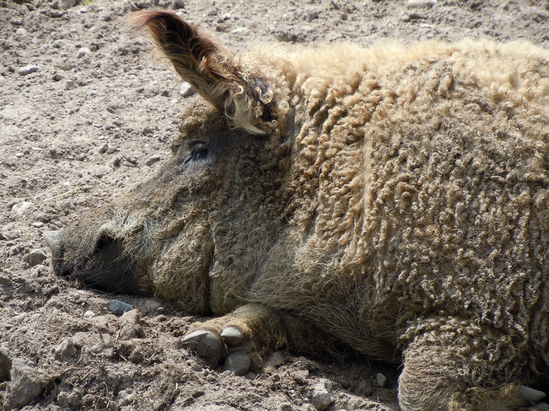 farm, Wool, 4K, domestic animals, animal wildlife, sheep, day, one animal, wool pig, animal themes, Wallow, close-up, animal, animals And Pets, animal body part