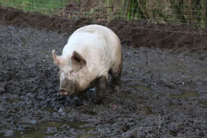 sow, mud, day, land, pig, livestock, dirt, water, animal wildlife, no people, one animal, nature, mammal, outdoors, wild boar, dirty, wallow, farm, agriculture