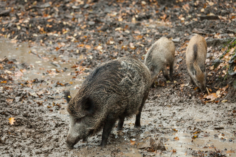 land, field, water, outdoor, animal wildlife, animal themes, wallow, zoo, animals in the wild, autumn, wild, family, piglet, dirt, wild boar, animal world