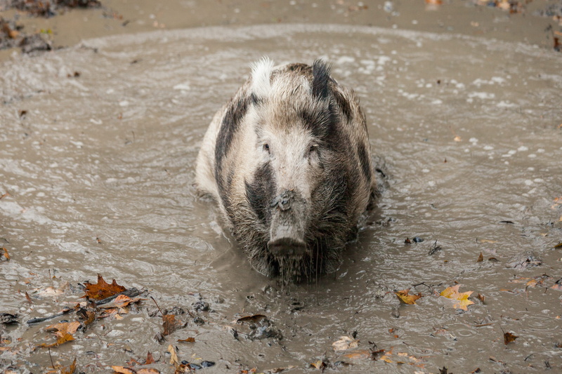 animals, hunting, pig, vertebrate, forest animals, animal, outdoor, looking at camera, animal world, wildlife photography, animal body part, mammal, whisker