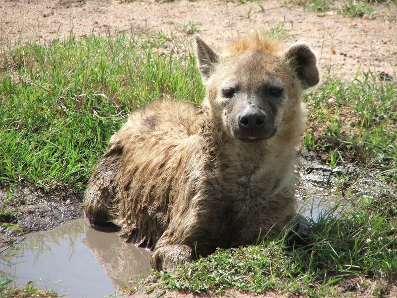young animal, land, day, mammal, field, plant, one animal, animal themes, hyena, water hole, nature, looking at camera, outdoors, relaxation, wild, portrait