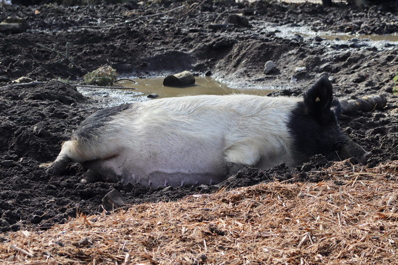 resting, land, wallow, one animal, animal, animal wildlife, field, day, pig, 5K, pets, domestic, no people, solid, nature, vertebrate, domestic pig, domestic animals