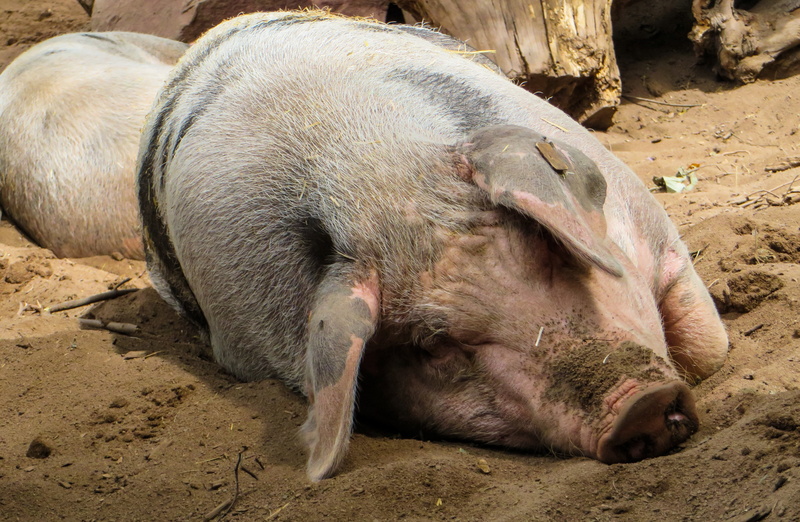 nature, agriculture, domestic pig, wallow, day, zoo, farm, livestock, one animal, mammal, sleep, land, no people, pig, animal wildlife, happy, relaxation