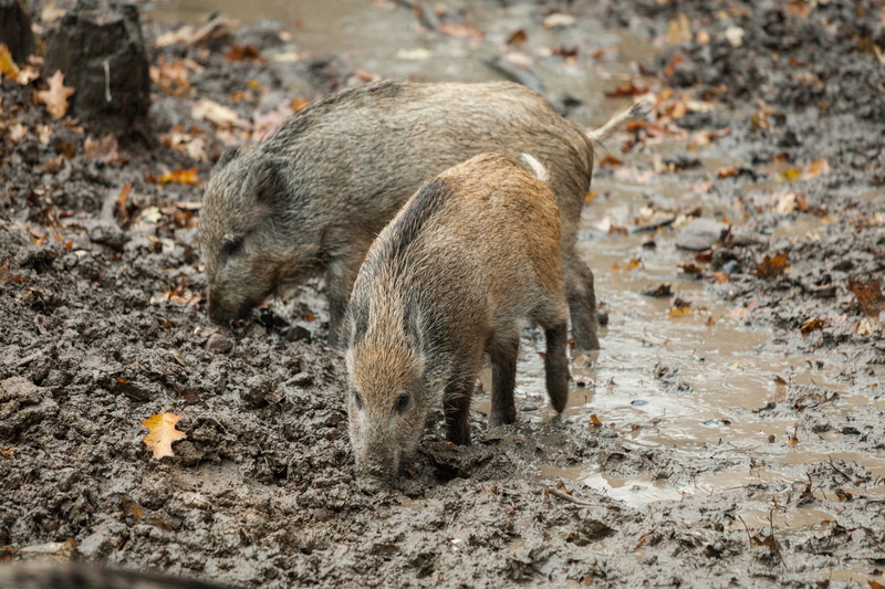 wallow, day, animal wildlife, pig, animals, wild boar, young animal, outdoor, animal, rooting, dirt, animal themes, outdoors, family, forest animals, mammal