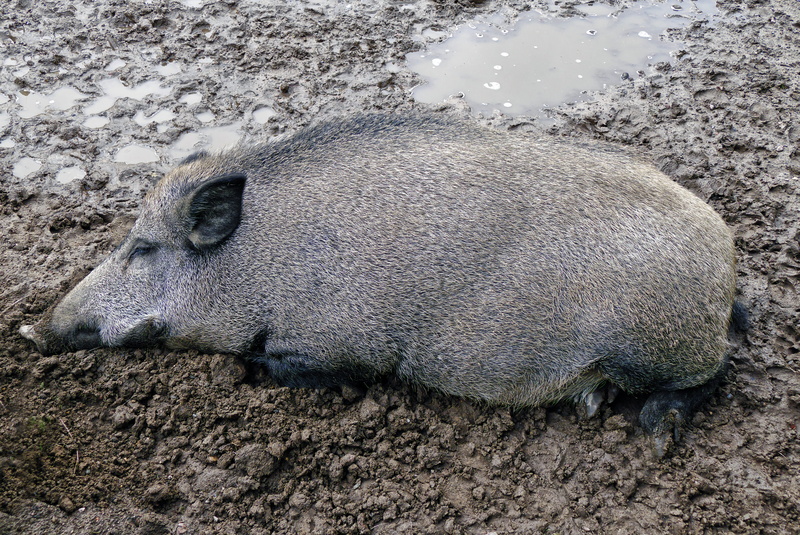 day, animal, high angle view, like a pig in shit, field, boon, domestic animals, animals in the wild, wildlife photography, nature, outdoors, one animal