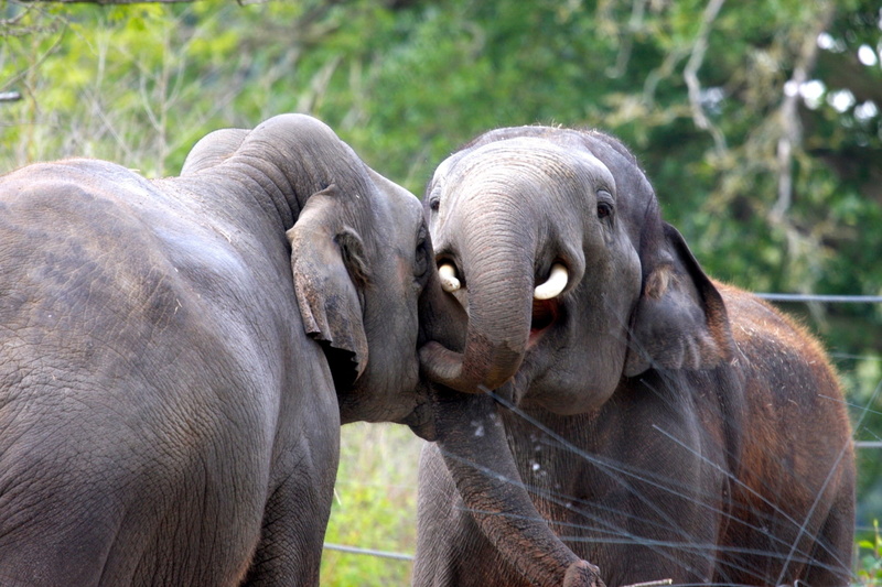 care, no people, elephant calf, elephant, african elephant, young animal, animal trunk, togetherness, focus on foreground, asian elephant, safari, animals in the wild