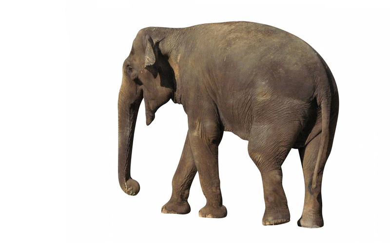 1080P, one animal, side view, studio shot, full length, gray, mammal, animal, animal body part, asian elephant, elephant, vertebrate, elephant  desktop pictures
