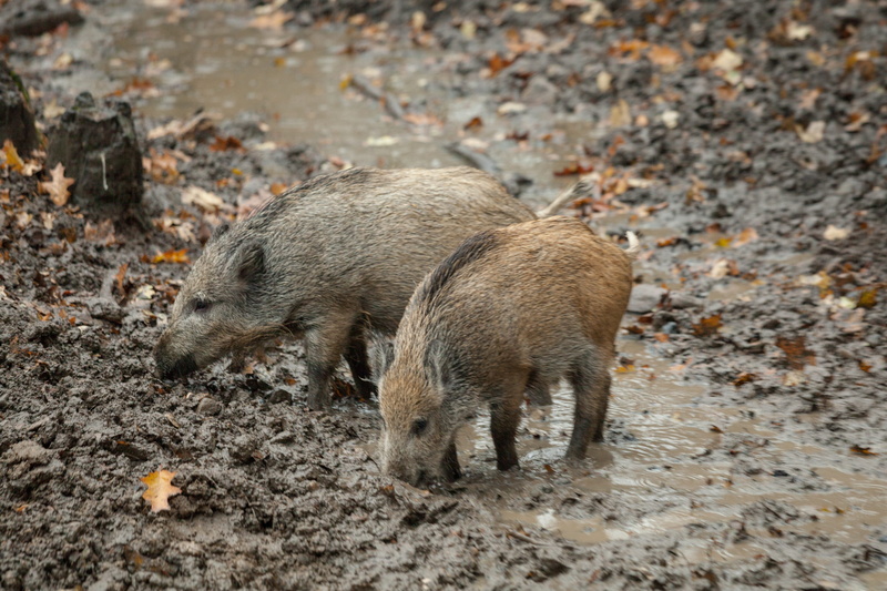 boar, autumn, hunter, pig, hunting, high angle view, animal enclosures, wilderness, young animal, zoo, family, nature, day, group of animals, water, forest animals