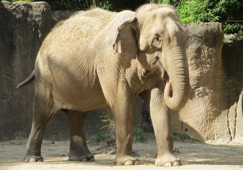 trunk, standing, 1080P, one animal, animal themes, outdoors, profile, enclosure, tree, animals in the wild, brown, vertebrate, day, mammal, animals in captivity