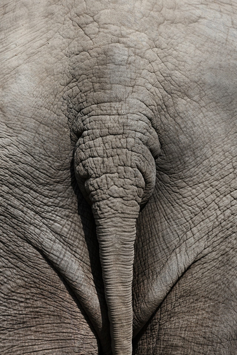wild, jungle, animal, herbivorous, close-up, backgrounds, asian elephant, day, closeup, african elephant, africa, no people, animal themes, animals in the wild