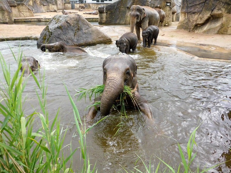 asian elephant, animal themes, no people, vertebrate, animals, rock, elephant, animals in the wild, river, tusks, outdoors, animal portrait, zoo, 1080P