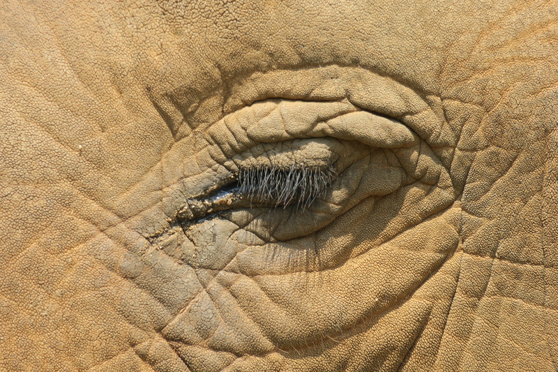 outdoors, textured, close-up, animal themes, extreme close-up, mammal, eye, full frame, backgrounds, 4K, portrait, close up, animal skin, pattern, asia