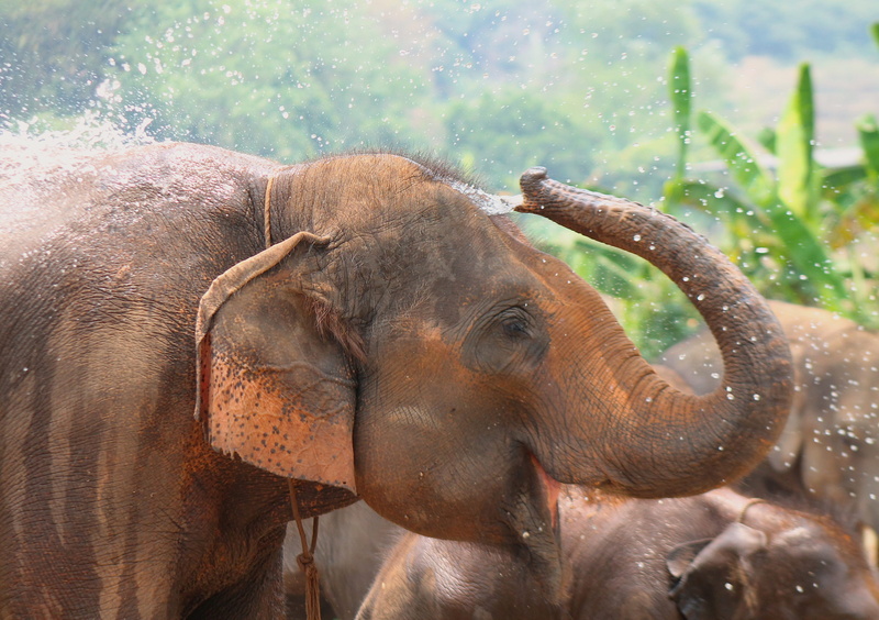 animal, herbivorous, zoo, domestic animals, animal themes, 4K, asian elephant, day, one animal, elephant, wildlife, outdoors, vertebrate, indian elephant