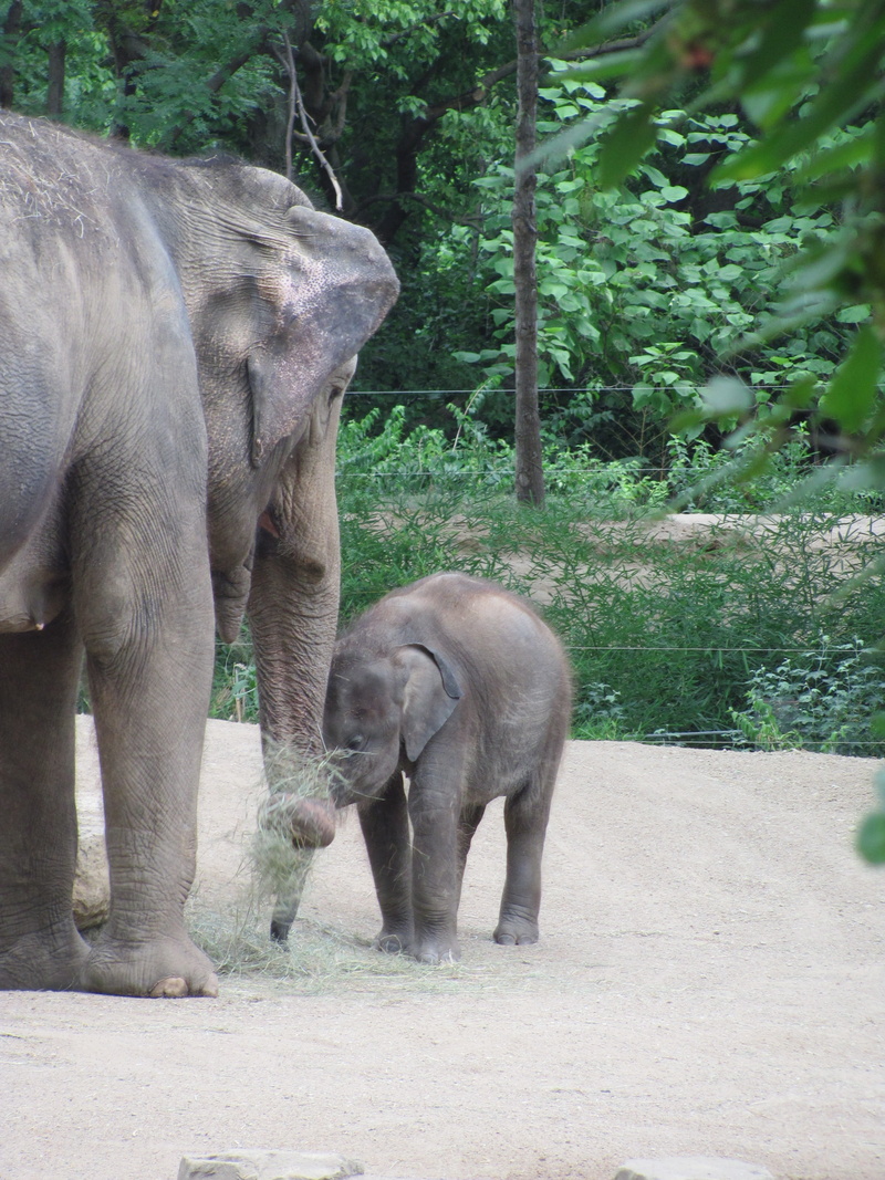 mother elephant, plant, day, animal family, group of animals, nature, no people, ivory, feeding time, outdoors, tree, maternal, animal themes, vertebrate