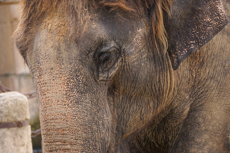 texture, eye, Elephant, asian elephant, animal body part, 5K, fold, ruesseltier, animal eye, day, animals in the wild, animal head, frown, vertebrate