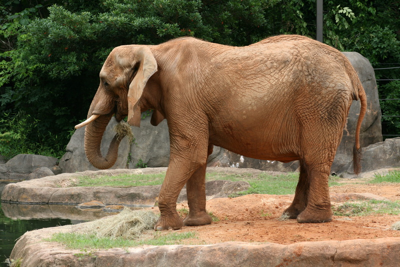 asian elephant, standing, thailand, full length, day, vertebrate, animals in captivity, plant, wild, wildlife, jungle, no people, safari, nature, profile view