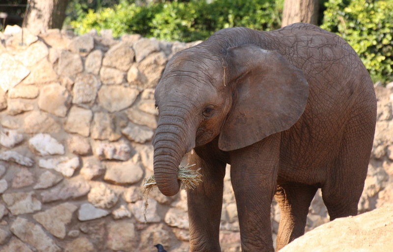 1080P, trunk, african, strength, large, vertebrate, enormous, no people, reserve, savanna, baby, tusk, natural, powerful, cute, massive, african elephant