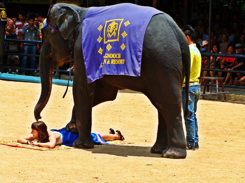 crowd, black, domestic animals, spectator, livestock, helmet, environment, vertebrate, woman, stepping, competition, Elephant Show, species, Pattaya, men