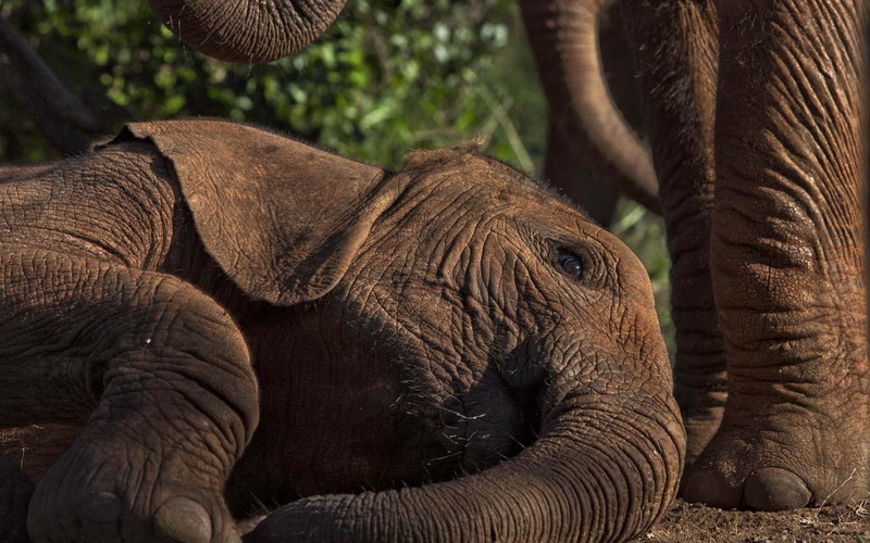 asian elephant, 720P