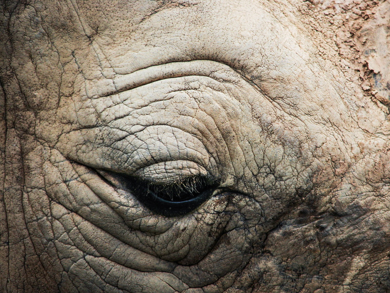 animal skin, Animal, mammal, animal wildlife, animals in the wild, close-up, wildlife, animal eye, Eye, portrait, creature, animal themes, one animal, Zoo