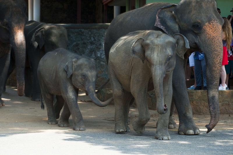 wildlife, large, domestic animals, animal themes, animals in the wild, wild animal, herbivorous, animal, outdoors, 4K, elephant calf, asian elephant, young animal