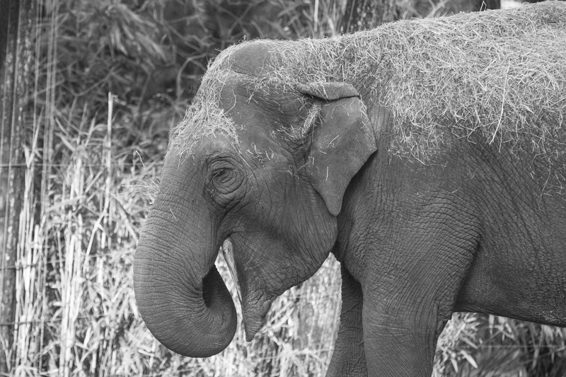 outdoors, animal themes, burgers zoo, herbivorous, animal, animals in the wild, mammal, animal wildlife, nature, land, 4K, safari, animal trunk, day, focus on foreground