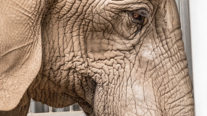 no people, animal themes, animal body part, animal wildlife, textured, animal head, animal eye, close-up, animals in the wild, 5K, side view, animal skin