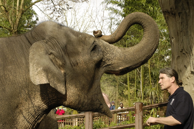 side view, care, animal wildlife, outdoors, forest, zoo, animal trunk, animals in the wild, asian elephant, people, elephant cool pictures, adult, animal body part