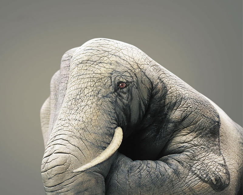 studio shot, Elephant, no people, gray, 720P, gray background, figure, close-up, human, zoology, animal trunk, asian elephant, animal head, hand, one animal