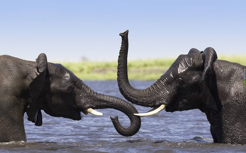 side view, african elephant, animal trunk, animal head, animal themes, no people, mammal, two animals, animal body part, asian elephant, elephant, animal wildlife