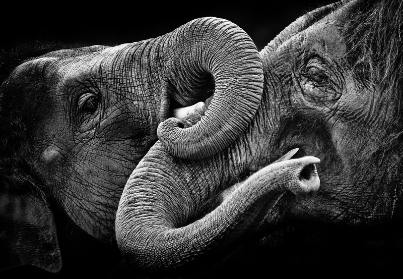 animal eye, herbivorous, black background, mammal, 1080P, close-up, profile view, day, side view, animals in the wild, animal head, asian elephant, elephant animals monochrome