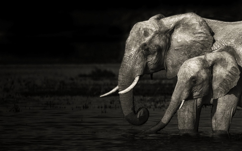 day, 1080P, asian elephant, lake, animal wildlife, herbivorous, nature, mammal, Baby, animal themes, animal, animal trunk, Family, animals in the wild