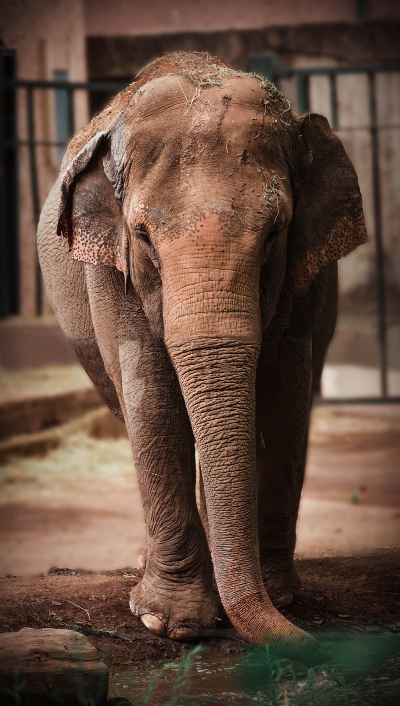 animal body part, young animal, one animal, wildlife, herbivorous, nature, elephant, zoo, animal trunk, vertebrate, animal, animal wildlife, asian elephant
