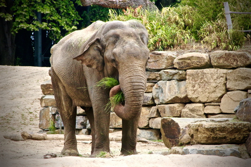 5K, animal wildlife, planckendael, plant, animals in the wild, animals in captivity, sunlight, no people, elephant, outdoors, animal body part, herbivorous